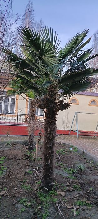 Palma daraxti sotiladi