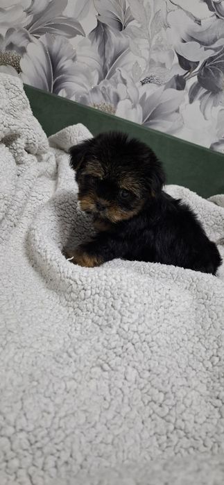 Щенок девочка йоркширского терьера