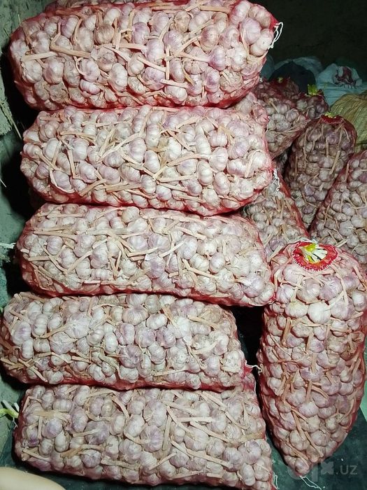 Chesnok optom 10 ming soʻm