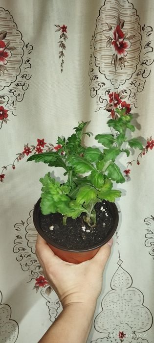 продам хризантема мультифлора