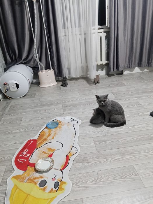 Отдам котят хорошие руки