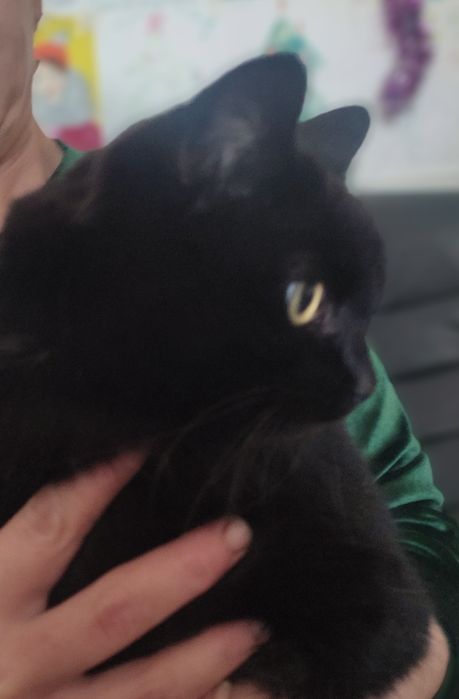 Молодой кастрированный котик