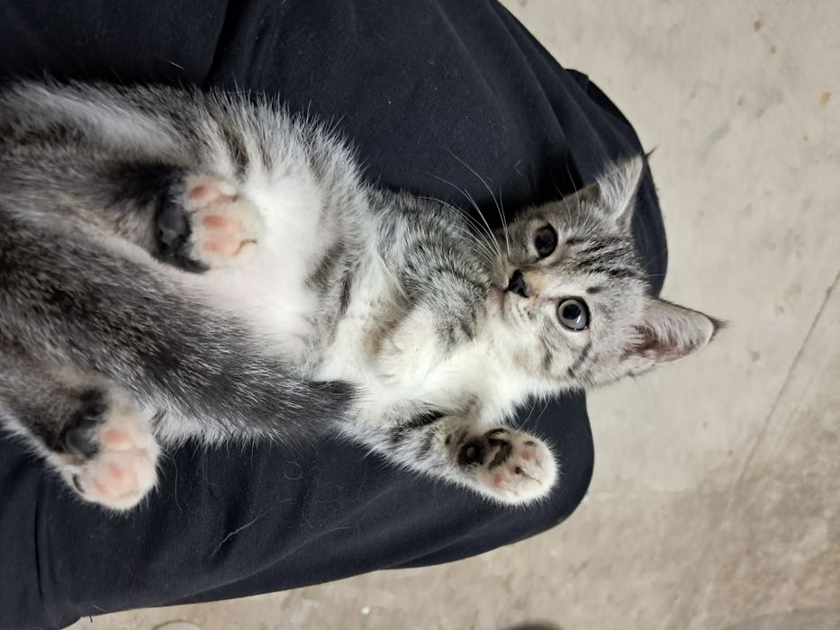 Продам котят шотландской породы, девочки.