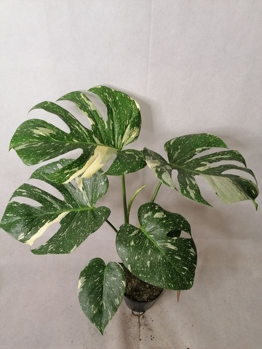 Стайни зелени цветя