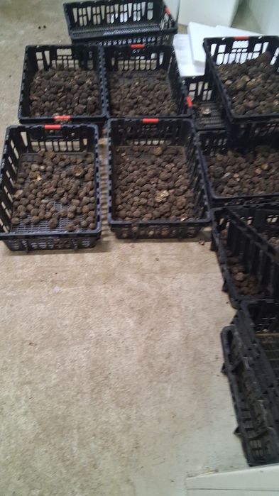 Trufe proaspete de sezon