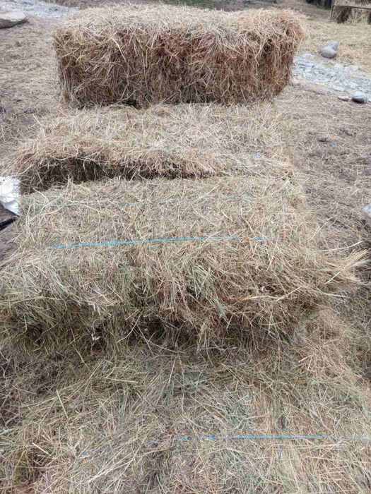 Бали сено реколта 85