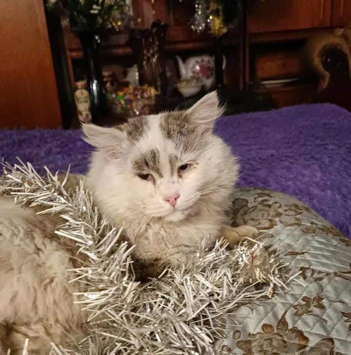 Потерялся взрослый кот