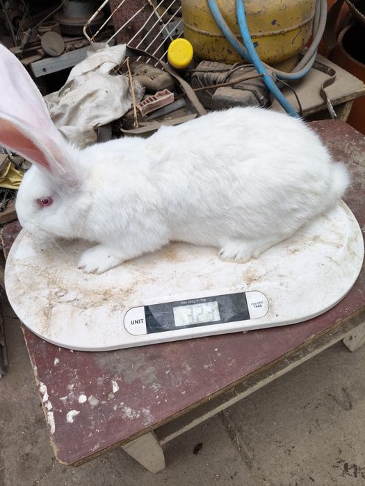 Disponibil uriaș german alb