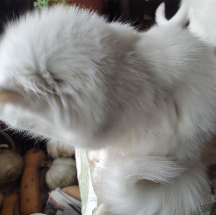 Персийска чинчила, снежно бяла, 6мес.