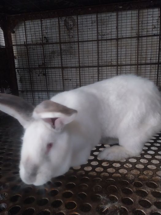 Зайци Великани и Пеперуди