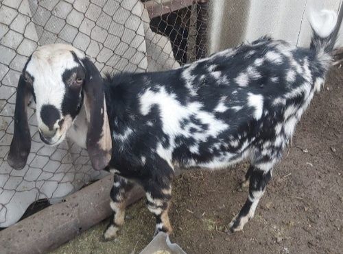 Козел 100% англо - нубийский огуляет коз