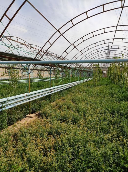 Truba va arka sotiladi.