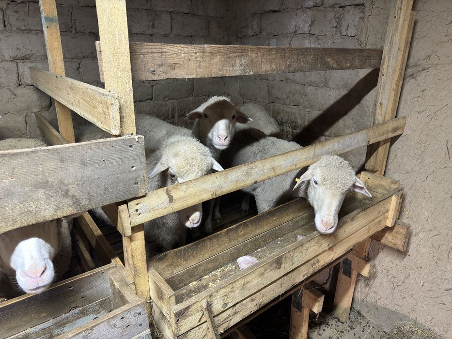 Семіз қойлар мен қошқарлар сатылады