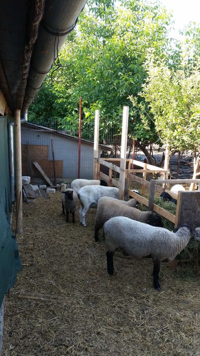 Oi dorper și mieluțe