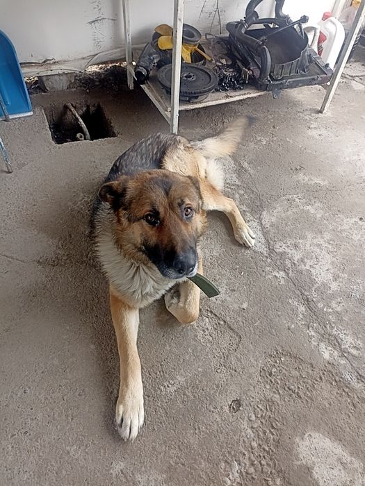 В добрые руки овчарка