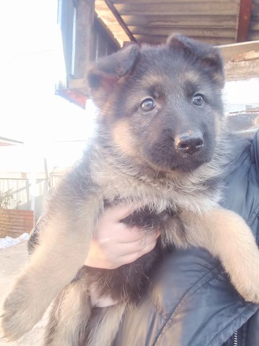 Продам щенков немецкой овчарки