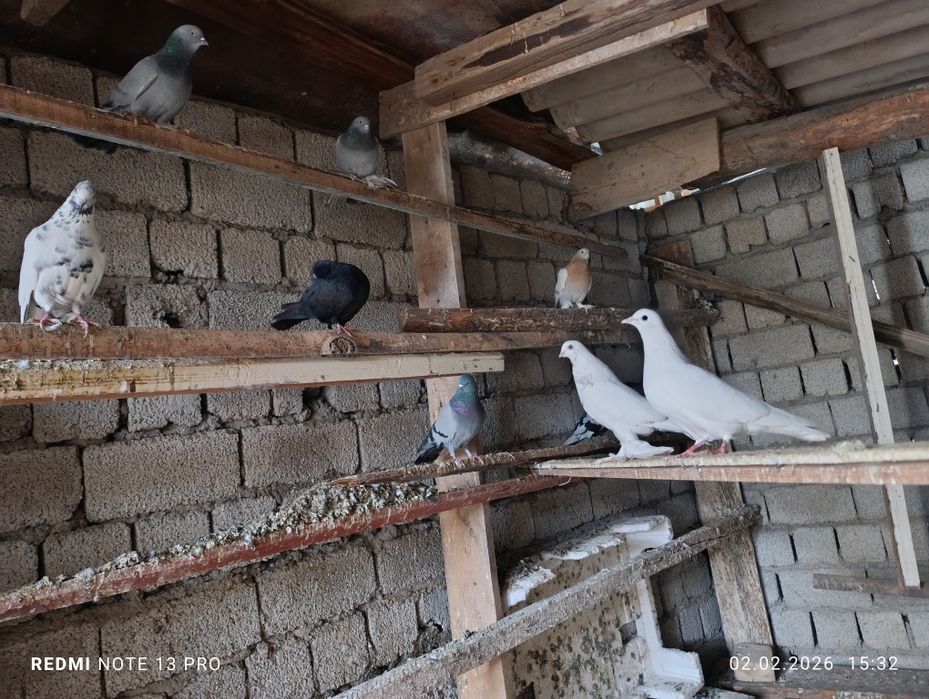 Продается голуби