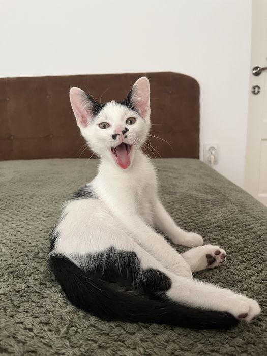 Adoptie pui pisica 2 luni