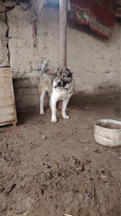 Алабай ит таза ..