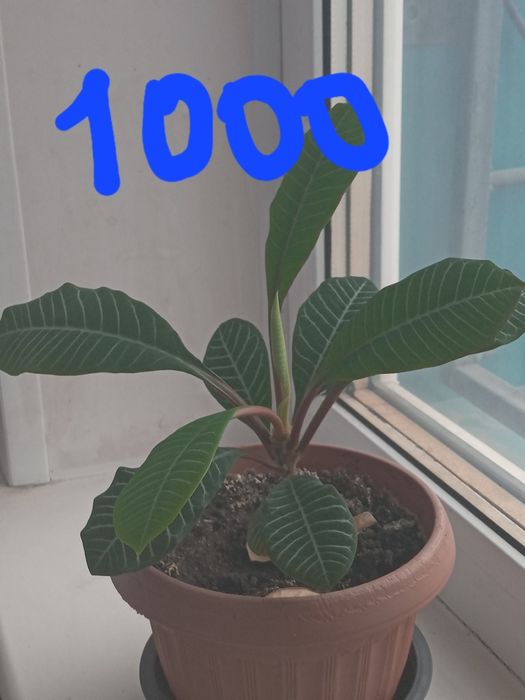 Продам комнатные цветы