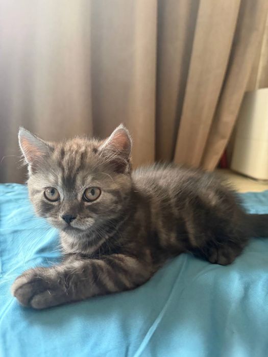 Продам котенка скотиш страйт