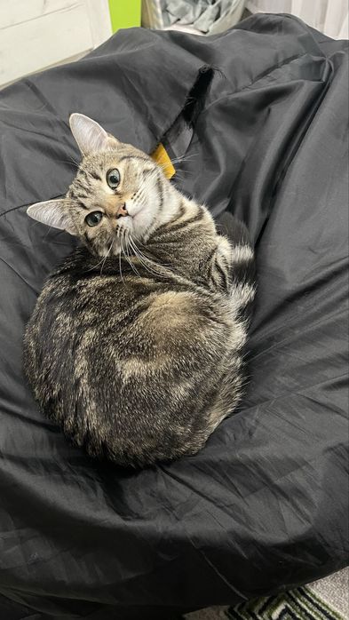 Кошечка бесплатно