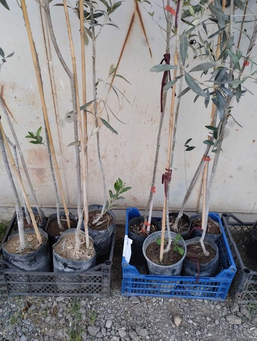 Студоустойчиви гръцки маслини