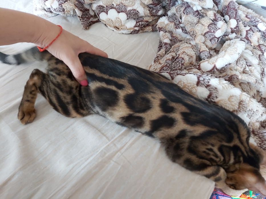 "Мини- Лео- Парды"- Бенгальские