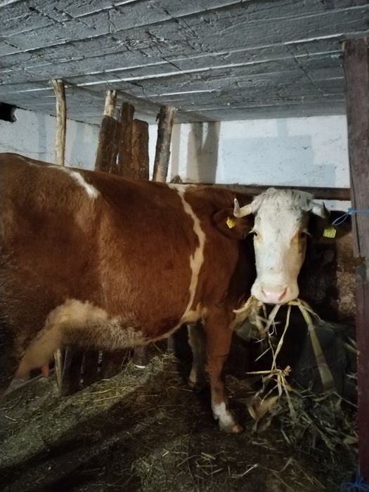 Vaca cu vițel după ea