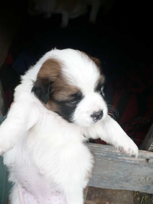 Adopție 3 căței metiși - nu sunt de rasă