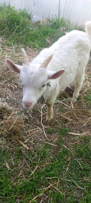 !Ona bola echki
!Zotli
!Bolasi:erke .urgochi
!2 litr suti bor
!Sroch