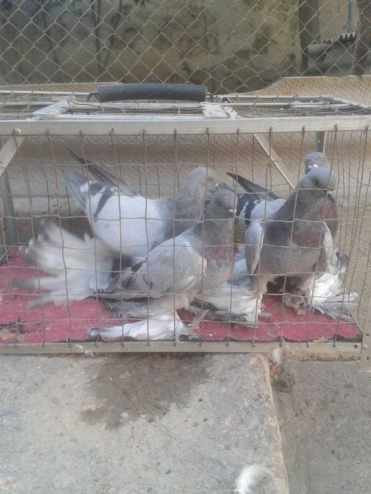 голубь породы: капкан-чини, сочи, уды, Тасман.Продаются.