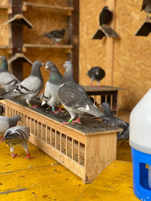 Vand porumbei voiajori