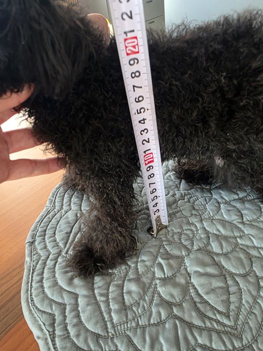 Пудел момче 8 месеца  19см