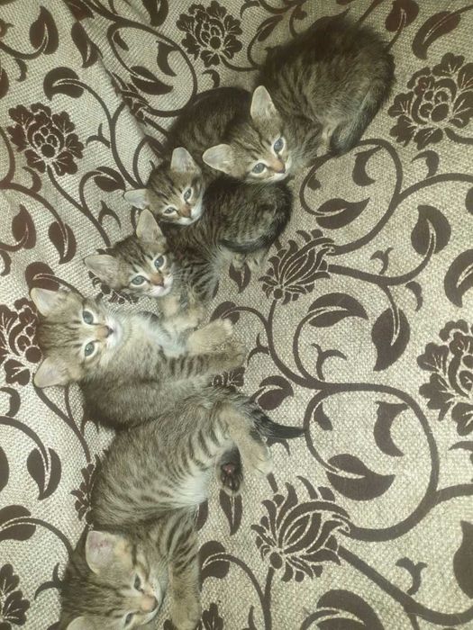 Отдам в хорошие руки