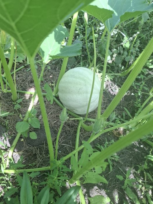 Продам тыкву сладкую