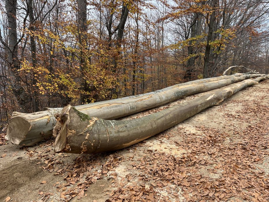 Vând lemne de foc esență tare