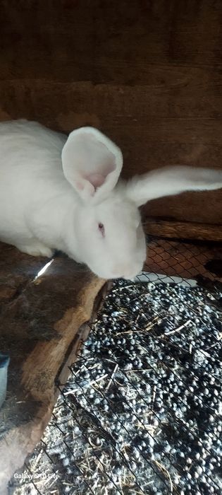 Срочна продам, кроликав