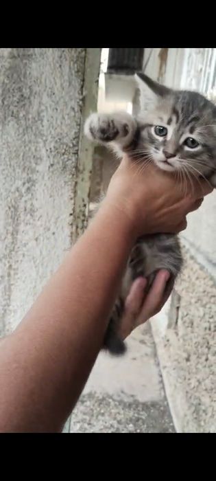 Отдам котят в добрые руки