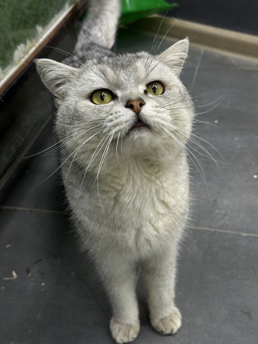 серебристая шиншила кот- вязка