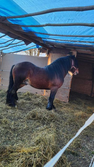 Vand armasar de 3 ani!