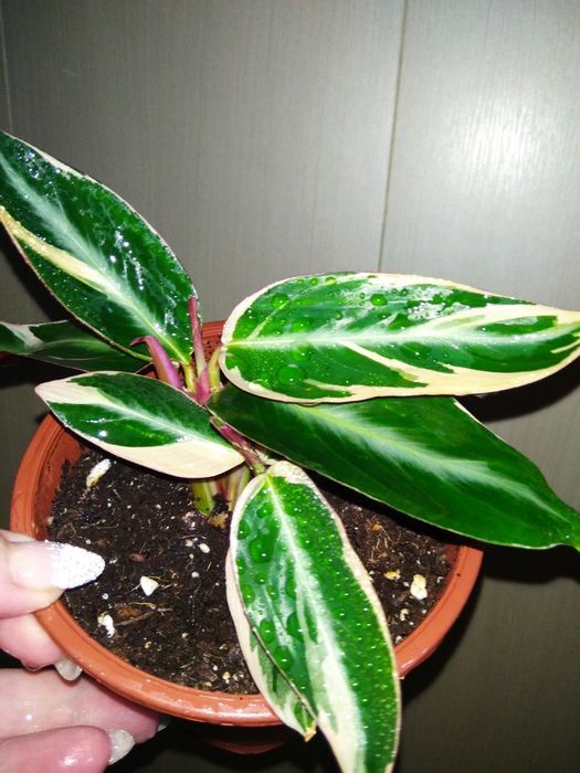 Продам комнатные цветы