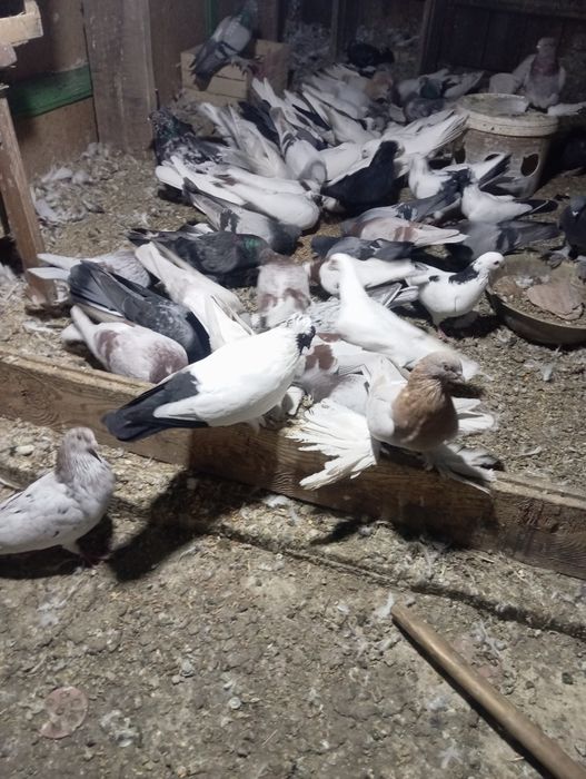 Продам голубей бакинцев