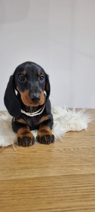 Femela teckel tekel dachshund standard par scurt pedigree tip A FCI