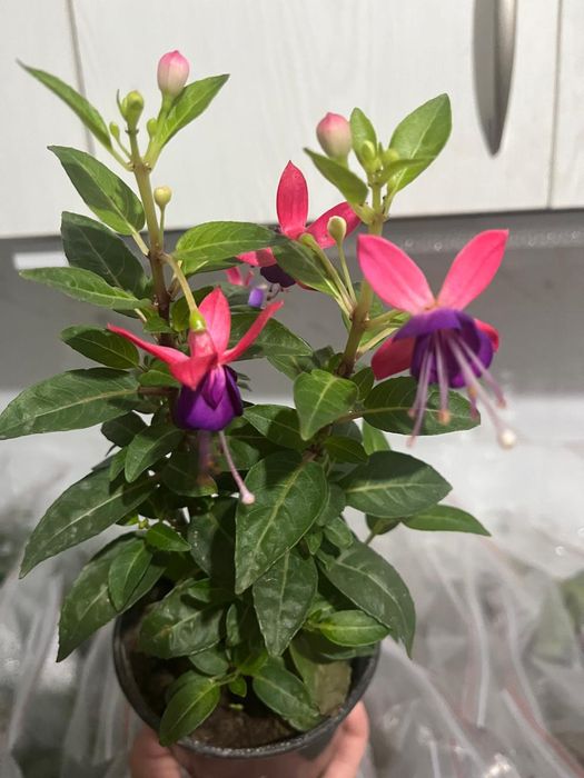 Комнатные растения