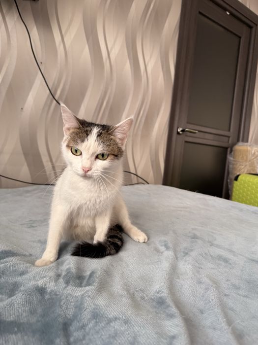 Отдам кошку ДЖЕССИКУ