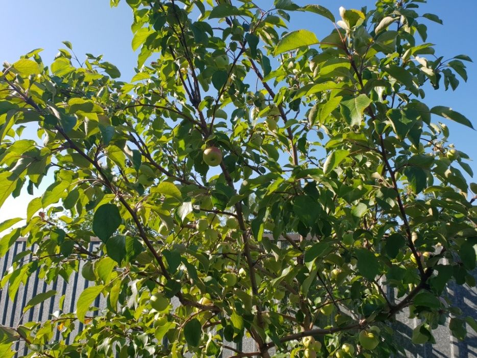 продам коттедж в Щучинске