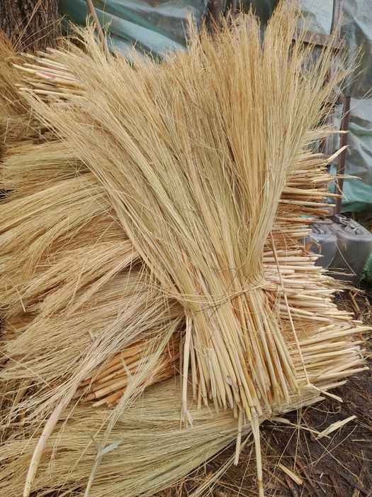 maturi ,producție 2025