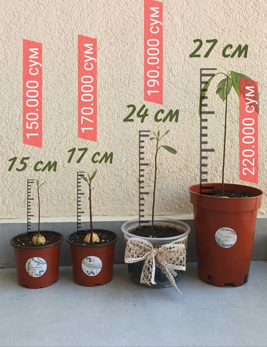 Только до 1 мая! Дерево авокадо в горшке, саженцы