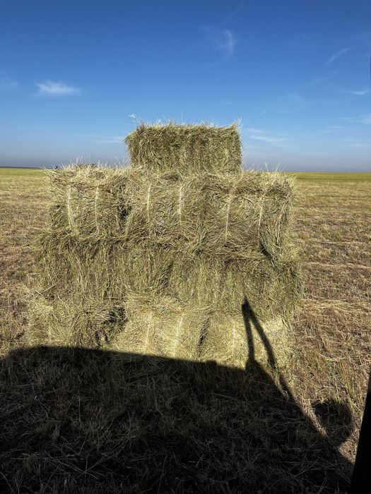 Продам сено тюк житняк
